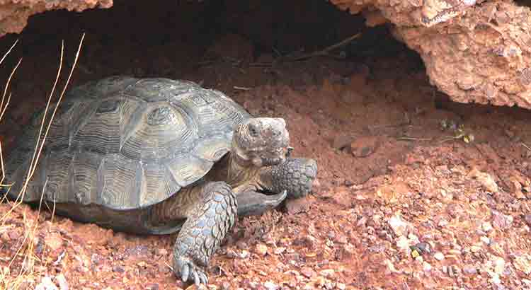 Do Tortoises Sleep With Their Legs Out?