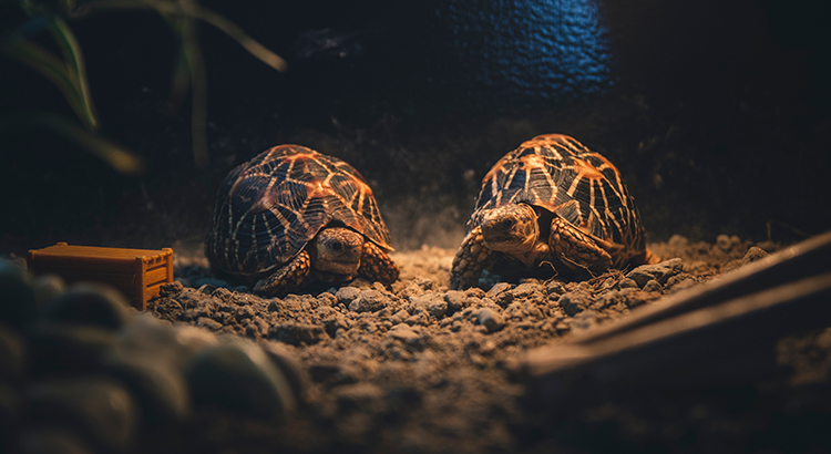 How Do Tortoises Communicate