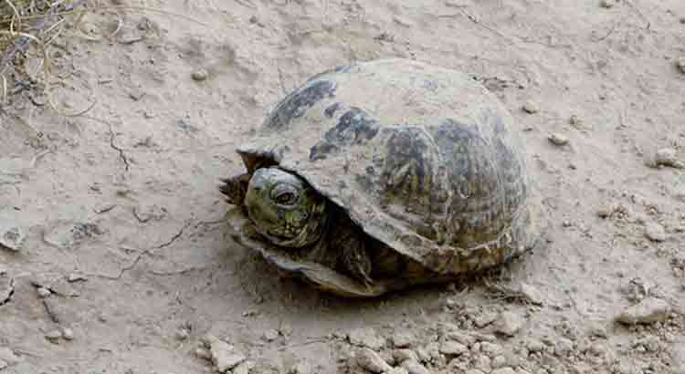 How Long Can a Turtle Hide in Its Shell?
