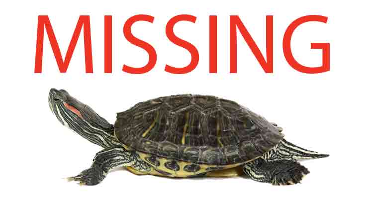 How to Find a Lost Turtle