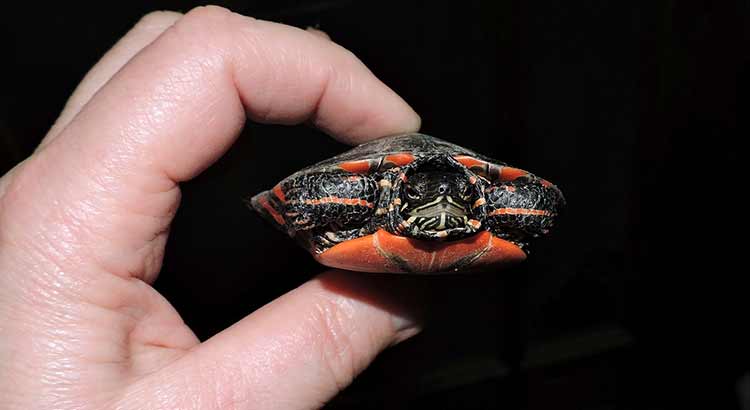 How Long Do Painted Turtles Live?