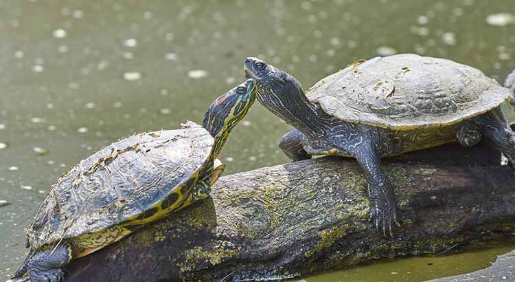 How to Tell if a Turtle Is Male or Female