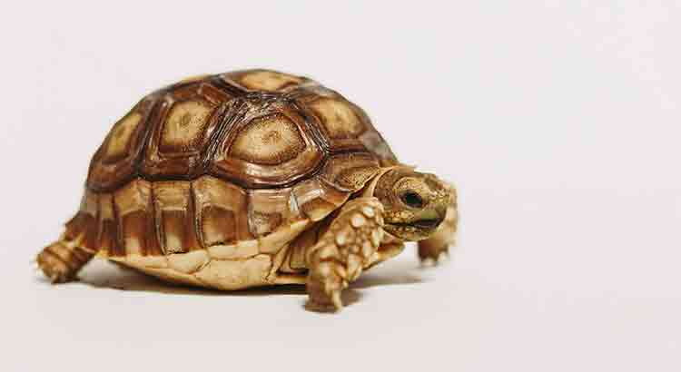 Do Tortoises Get Lonely