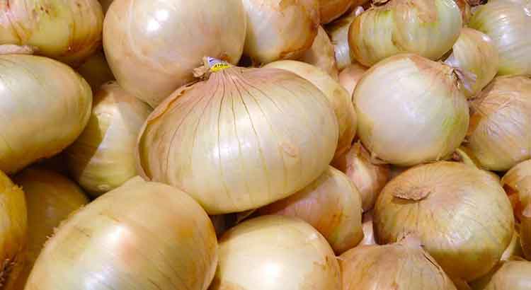 Can Hermann Tortoises Eat Onions?
