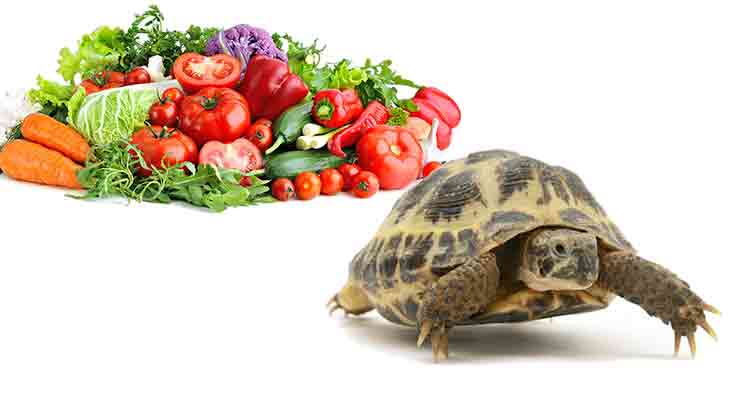 Reasons Why Your Russian Tortoise Is Not Eating