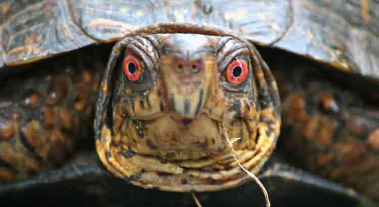 Why Does My Turtle Stare at Me?