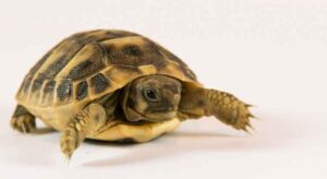 How to Tell the Age of a Hermann Tortoise – TurtleOwner.com