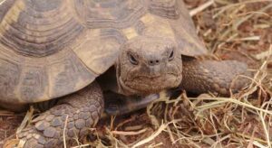 Do Hermann Tortoises Bite? (Why, How Hard, +How to Stop) – TurtleOwner.com