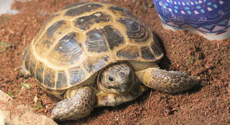 How to Tell the Age of a Russian Tortoise