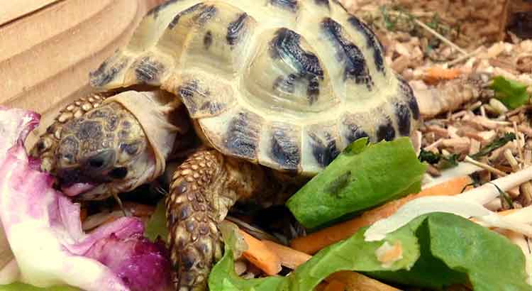 Russian Tortoise Diet