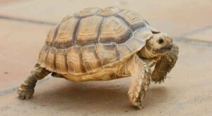 How to Tell the Age of a Sulcata Tortoise – TurtleOwner.com