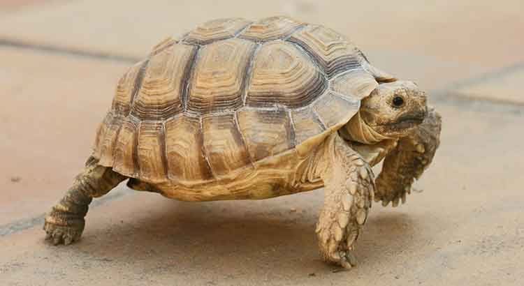 How to Tell the Age of a Sulcata Tortoise