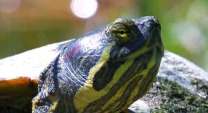 Do Turtles Blink? (+Slo-Mo Video) – TurtleOwner.com