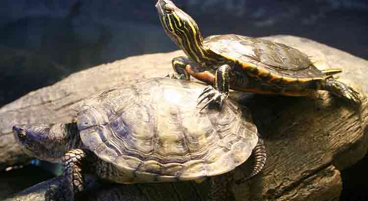 When Do Turtles Mate