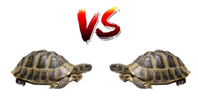 Why Do Tortoises Headbutt