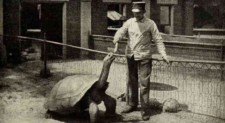 Why Tortoises Live So Long