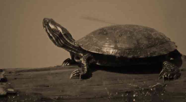 Why Turtles Live So Long